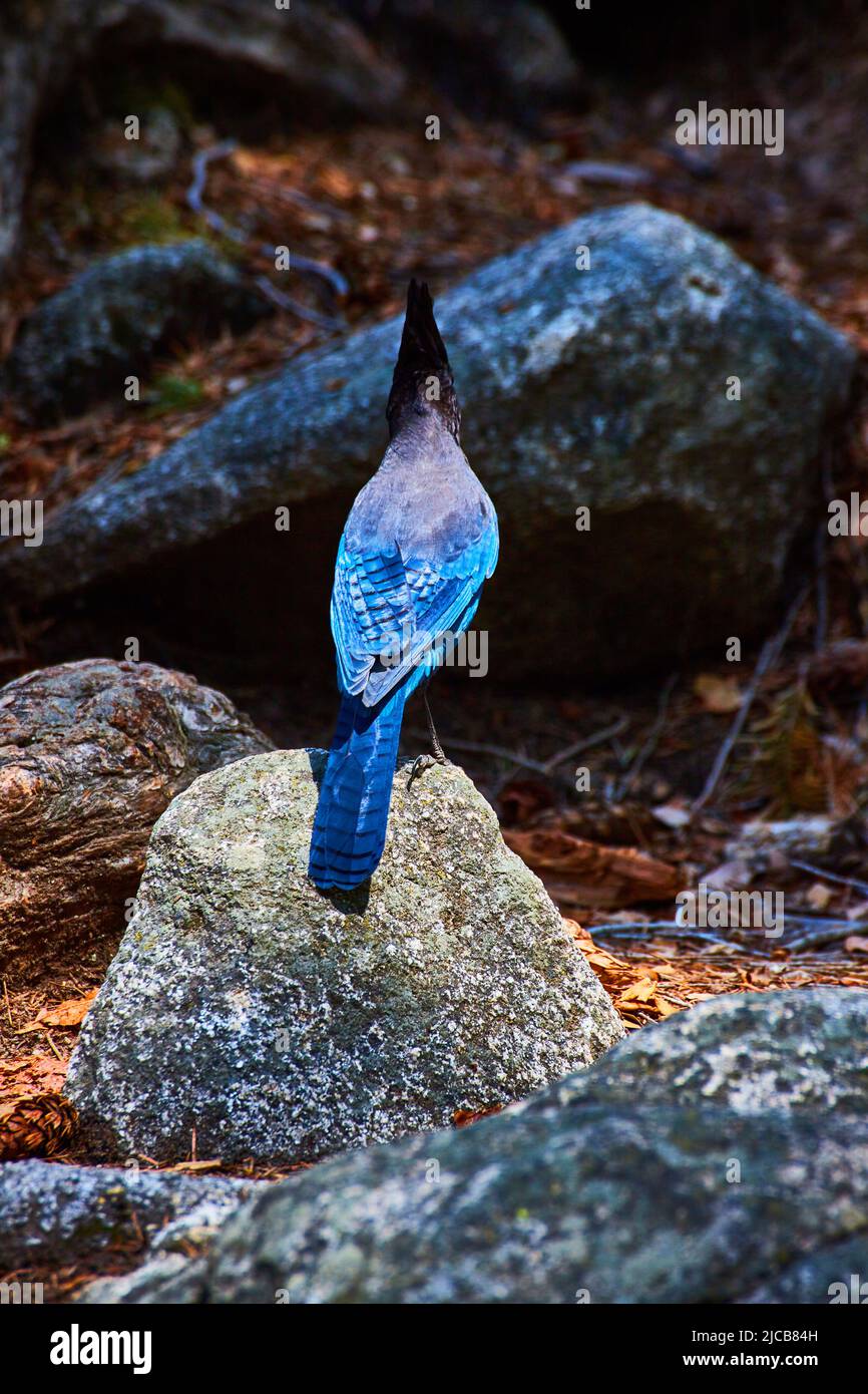 Stunning Steller's Jay blue bird on rock from back in sunlight Stock ...