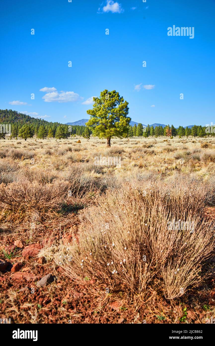 Lone green tree in Arizona desert by shrubs Stock Photo Alamy
