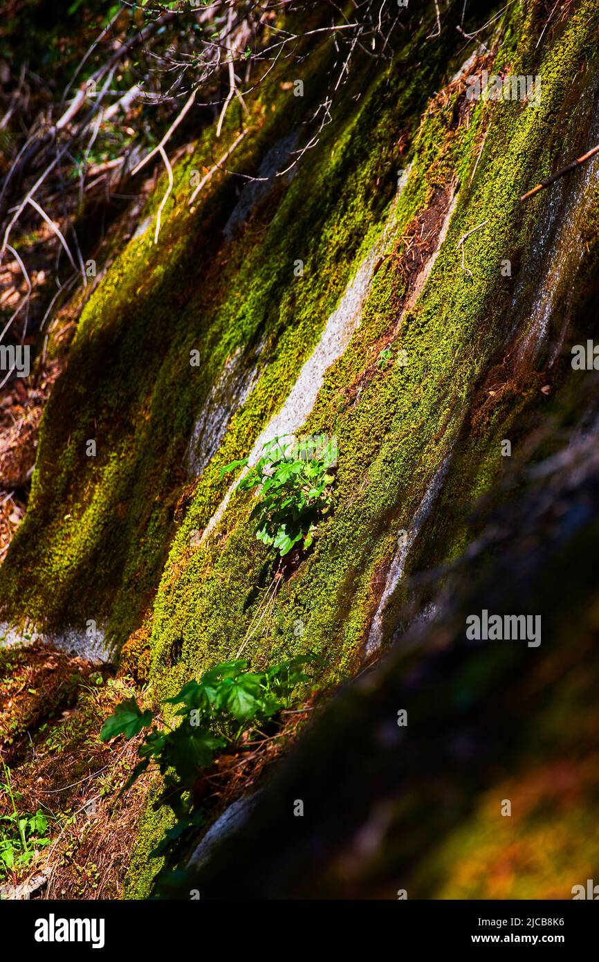 Textural detail hi-res stock photography and images - Alamy