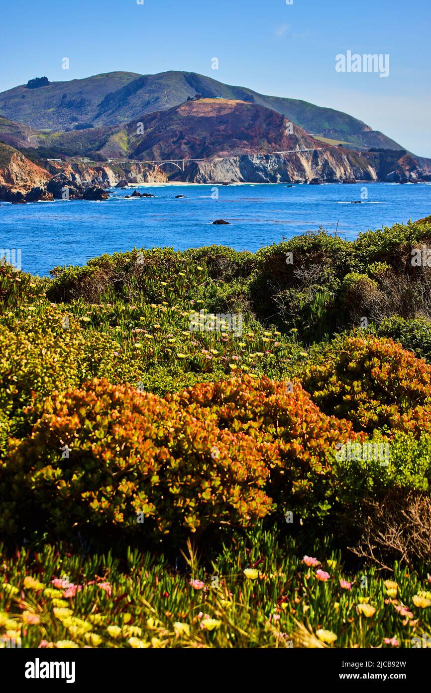 Spring fields next to ocean by Highway One in California with bridge Stock Photo