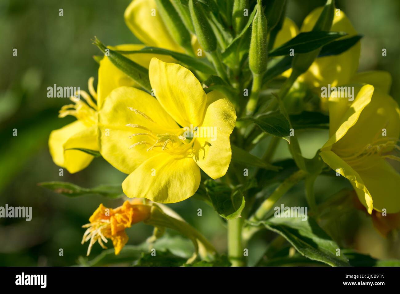 Oenothera biennis, common evening-primrose yellow flowers in meadow closeup selective focus Stock Photo