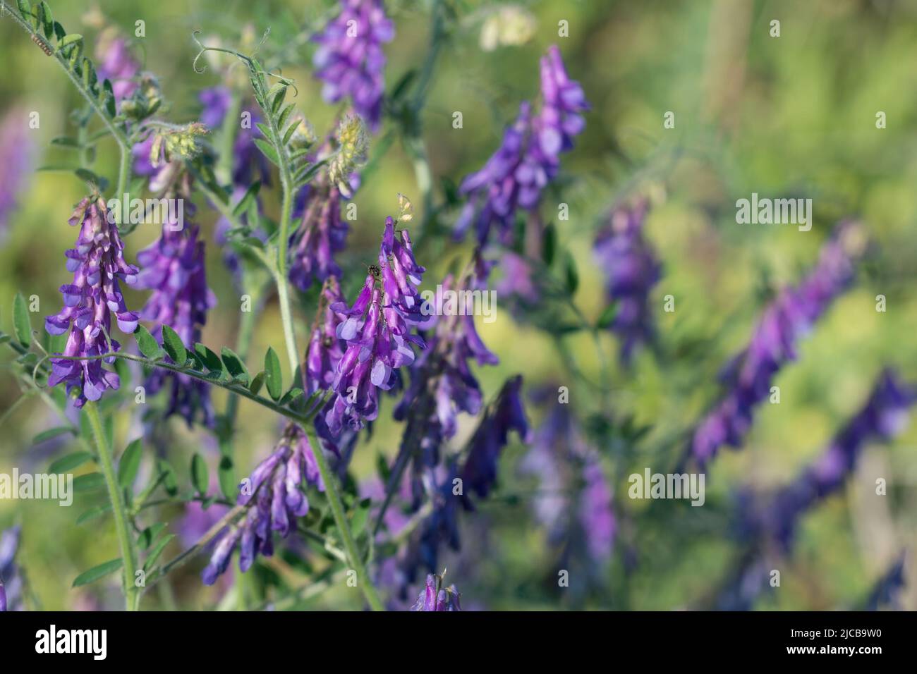 Vicia villosa, the hairy vetch violet flowers in meadow  closeup selective focus Stock Photo