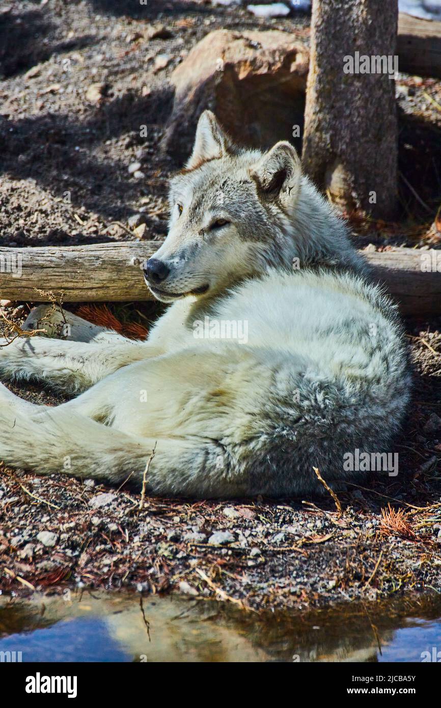 Lone grey wolf laying on ground resting Stock Photo