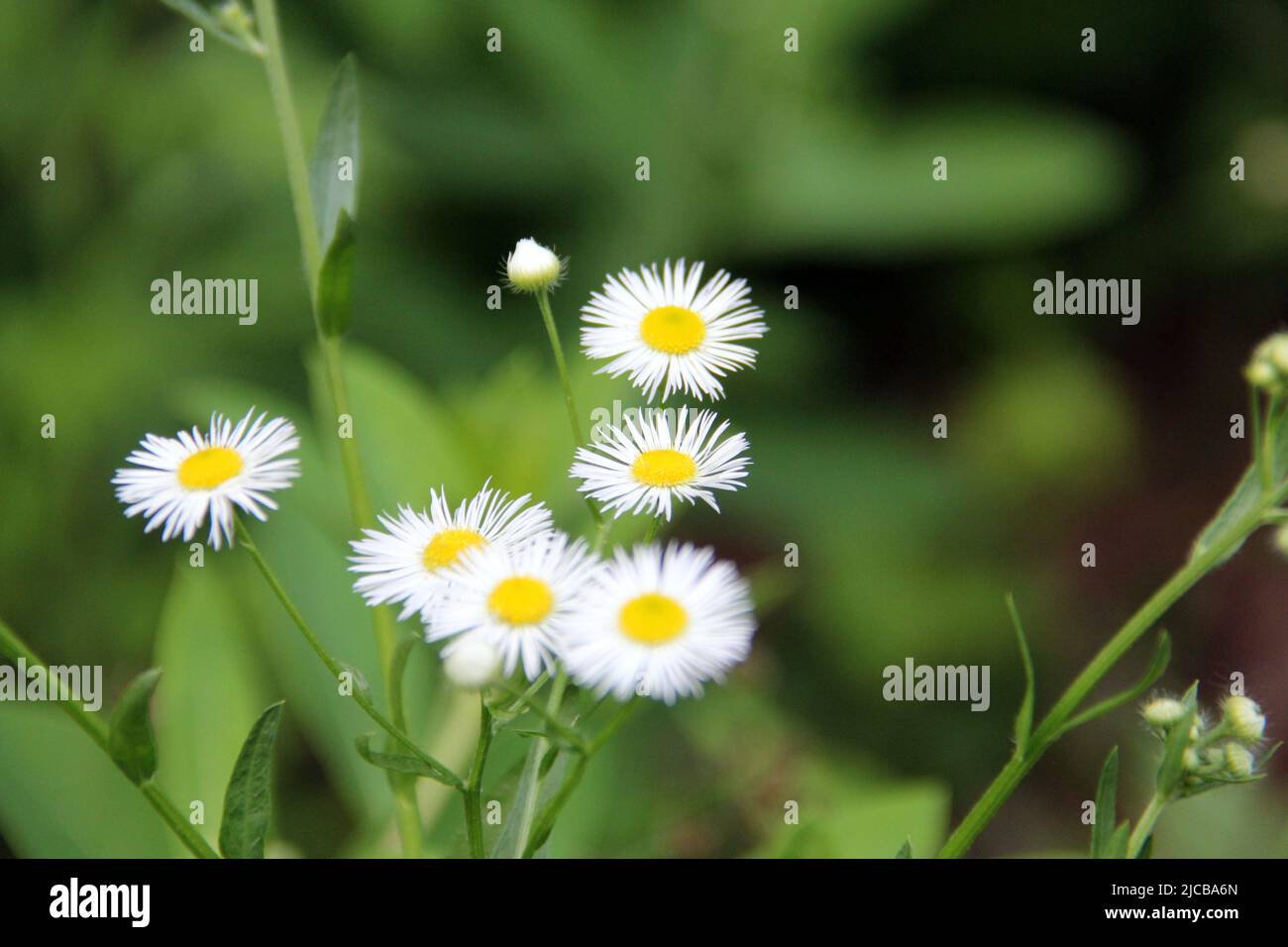 Eastern Daisy Fleabane, aka Annual Fleabane, scientific name Erigeron annuus, wild flowers, close-up, seen in Latourette Park, Staten Island, NY, USA Stock Photo