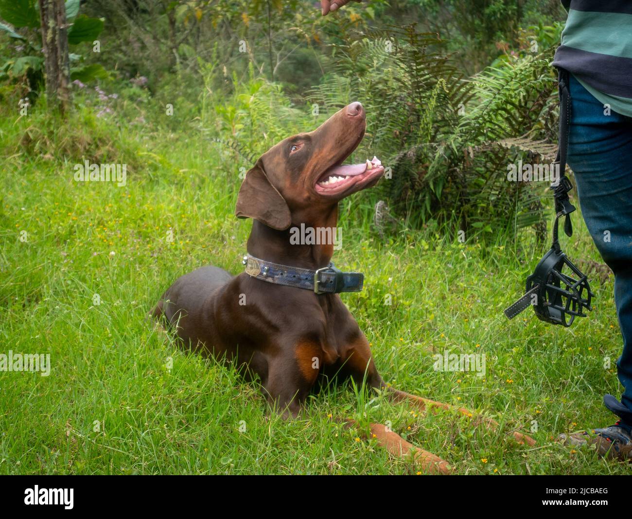 Brown Doberman with his Beautiful Uncropped Ears Facing his Owner's Hand Stock Photo