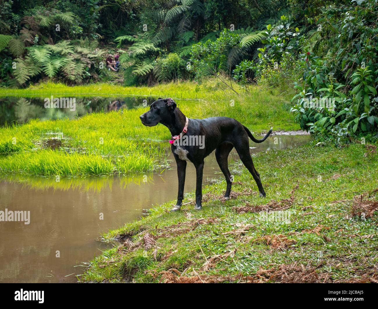 The Great Dane, also known as the German Mastiff or Deutsche Dogge, a Black Dog Standing Next to the Lagoon in the Natural Reserve 'El Romeral in Anti Stock Photo