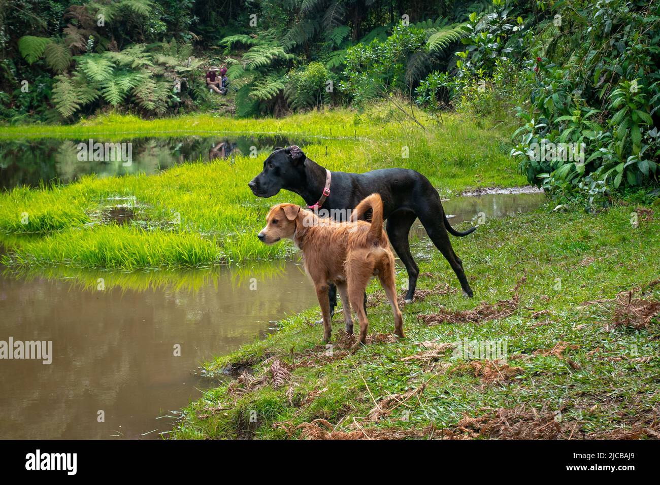 A Black Great Dane next to a Mongrel Brown Dog are Standing Next to the Lagoon in the Natural Reserve 'El Romeral in Antioquia, Colombia Stock Photo