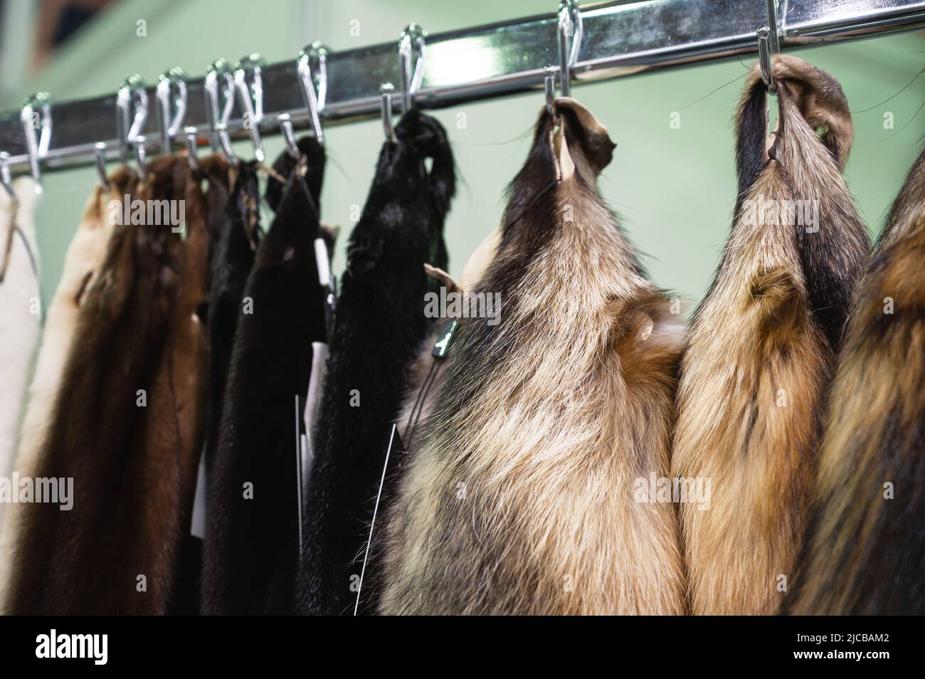Natural fur of farmed animals samples hang on hooks on rack Stock Photo