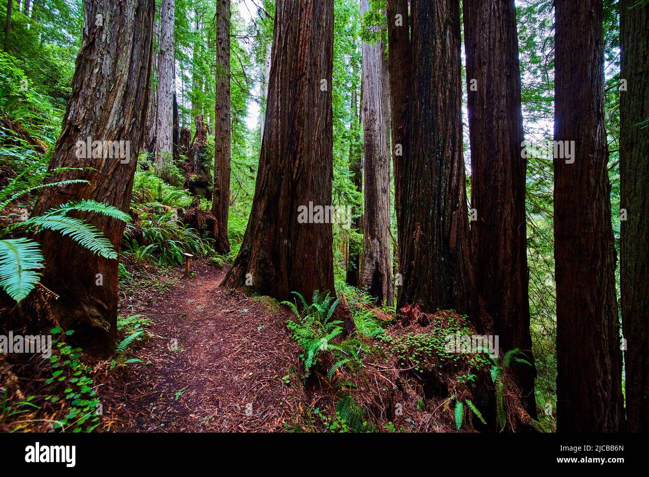 Redwood trees surround hiking path in California forest Stock Photo
