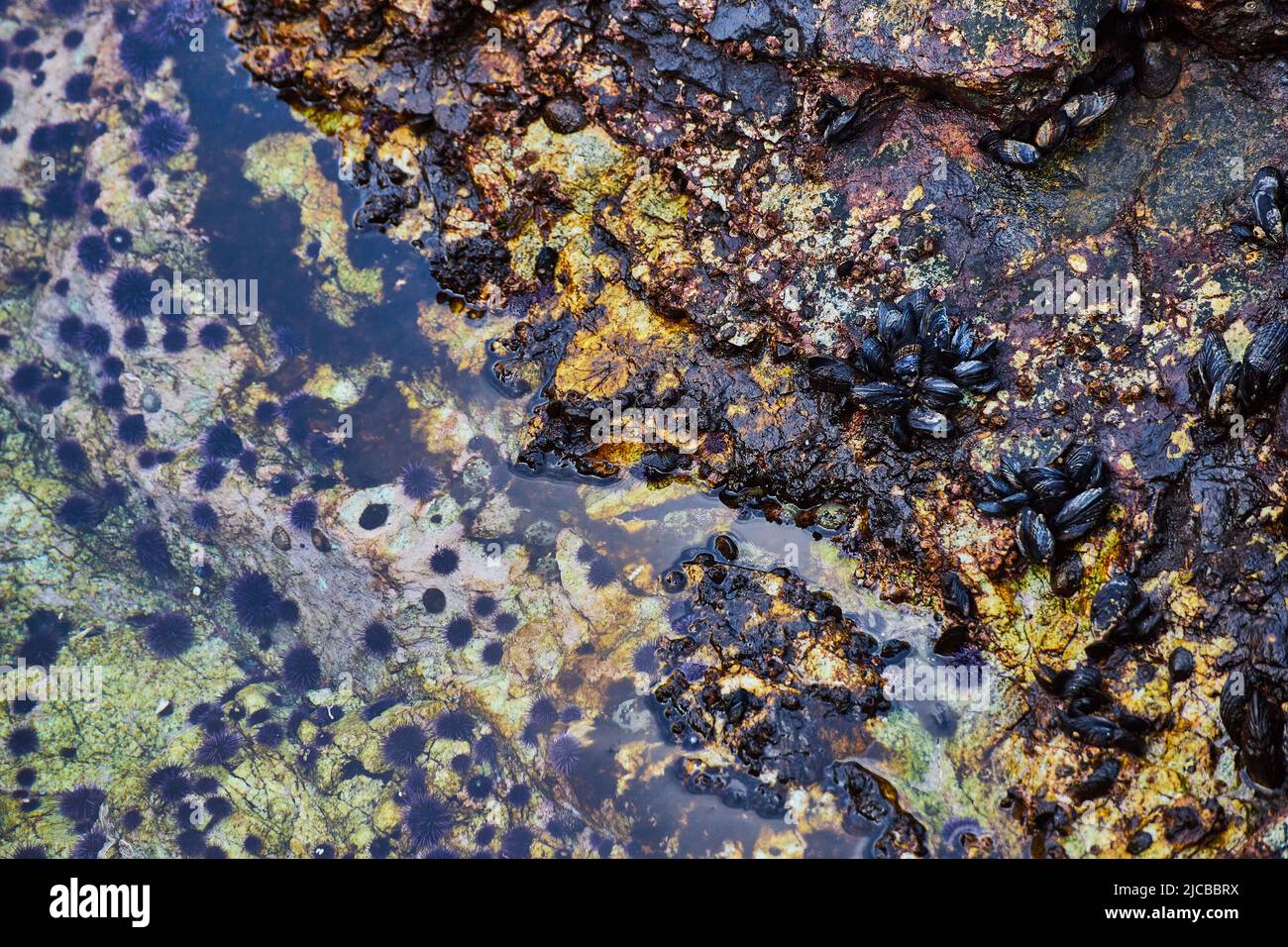 Tide pool on coast filled with mussels and anemone Stock Photo