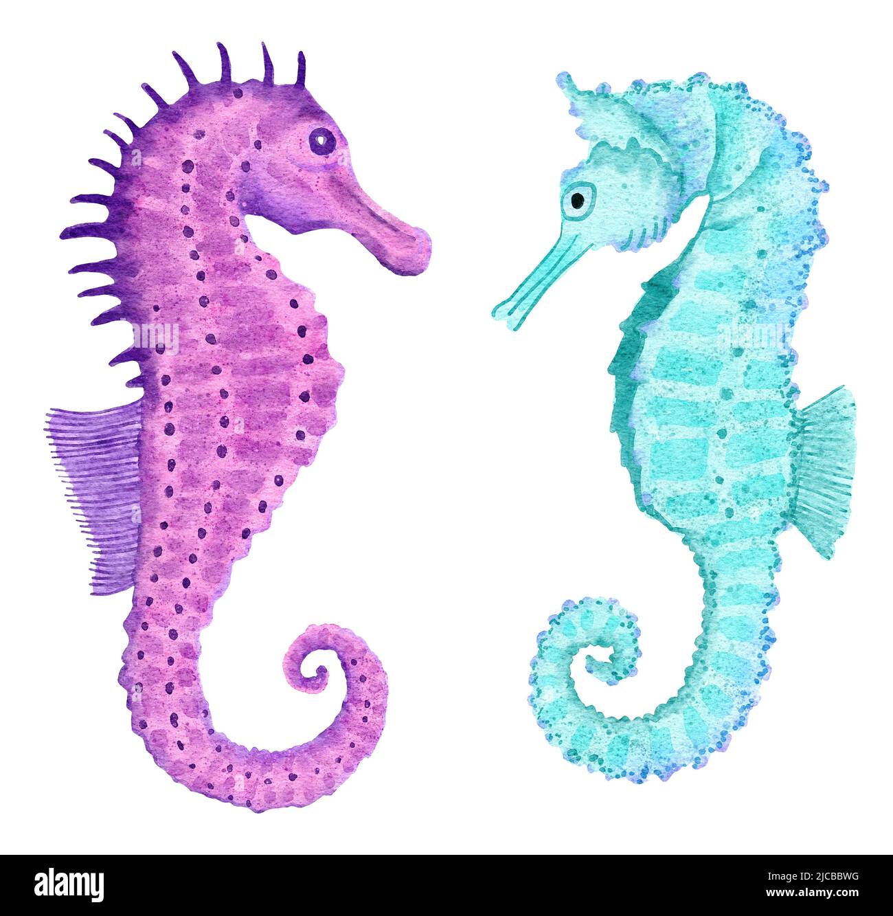 Purple seahorse hi-res stock photography and images - Alamy