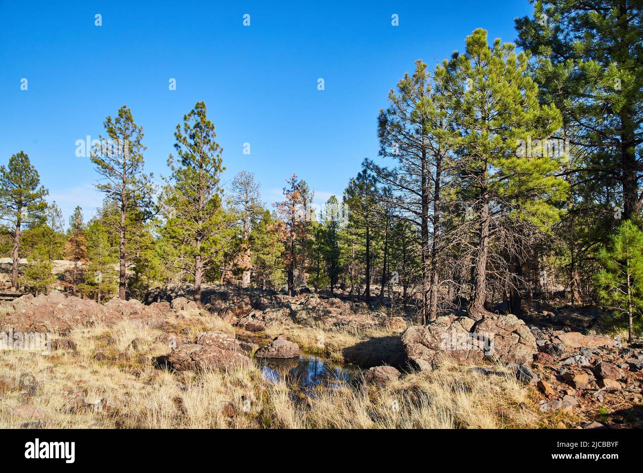 Small creek in desert with pine trees Stock Photo