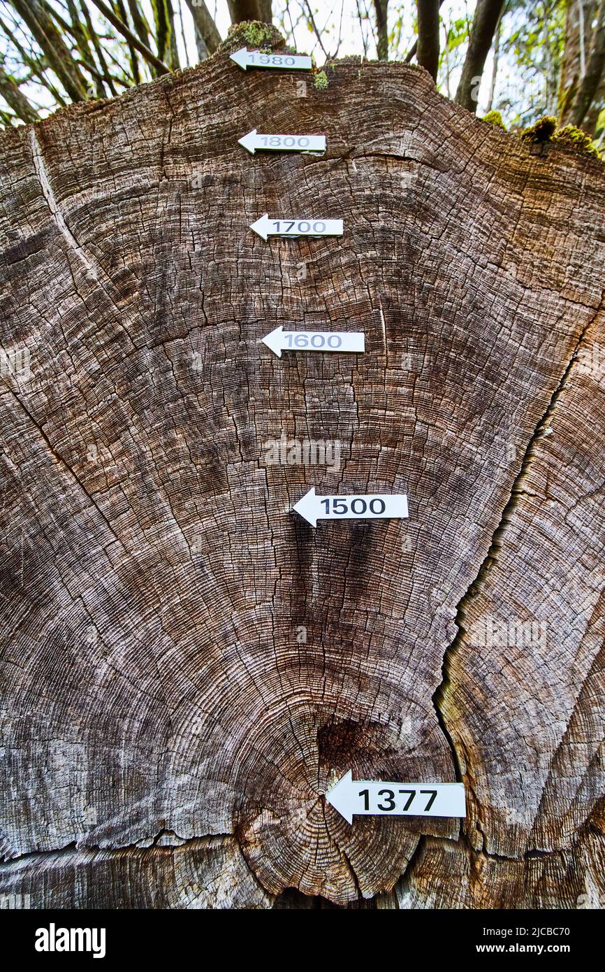 Tree Rings Show History redwood-tree