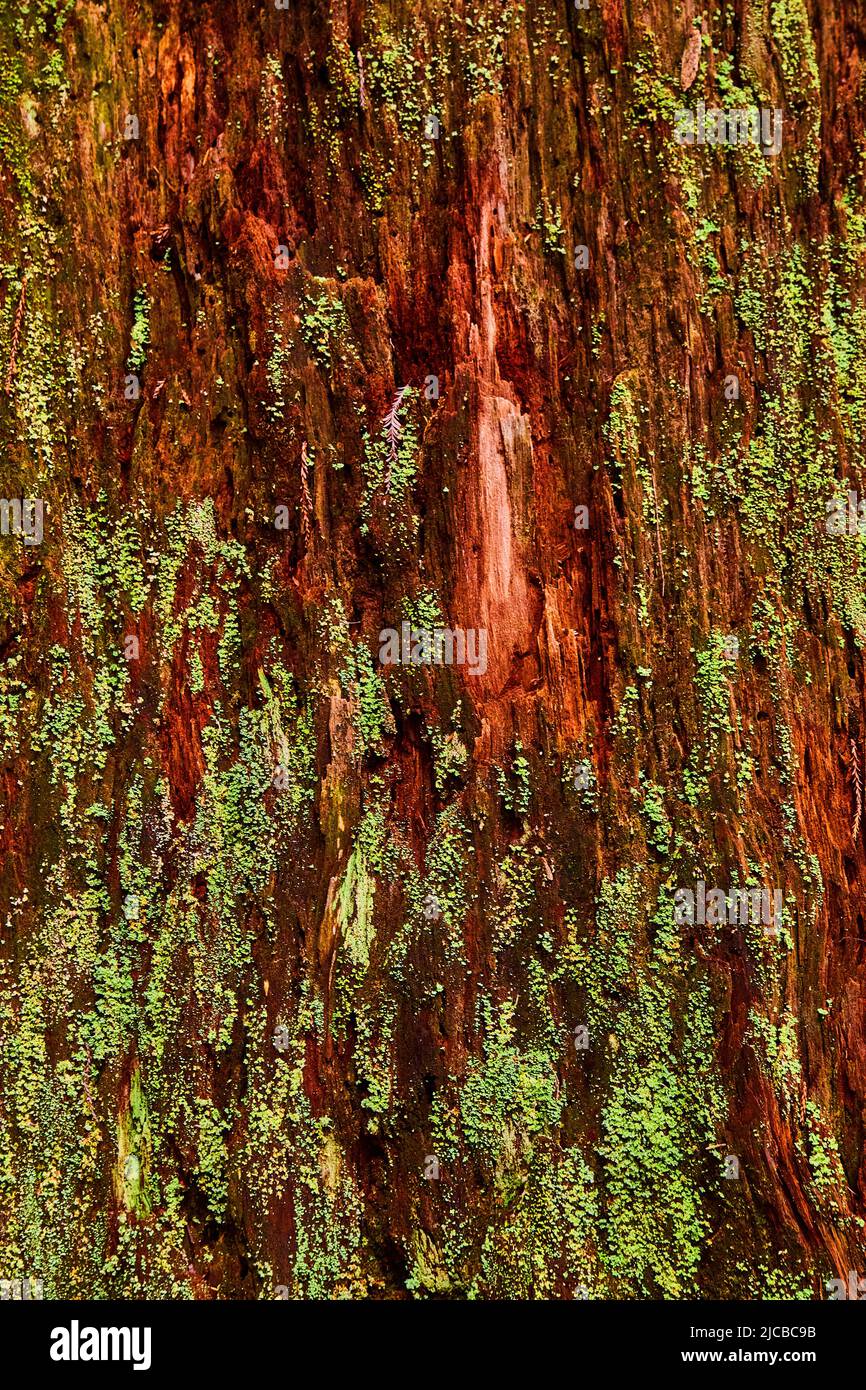 Red and mossy Redwood tree bark texture asset vertical Stock Photo