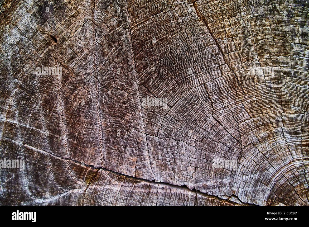 Texture detail of Redwood tree rings for centuries Stock Photo