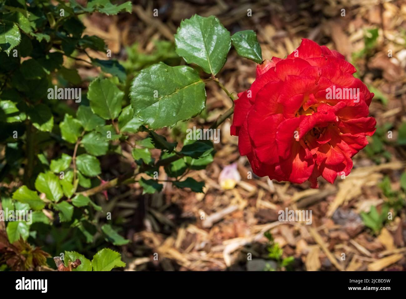 A red rose and leaves near the ground Stock Photo - Alamy