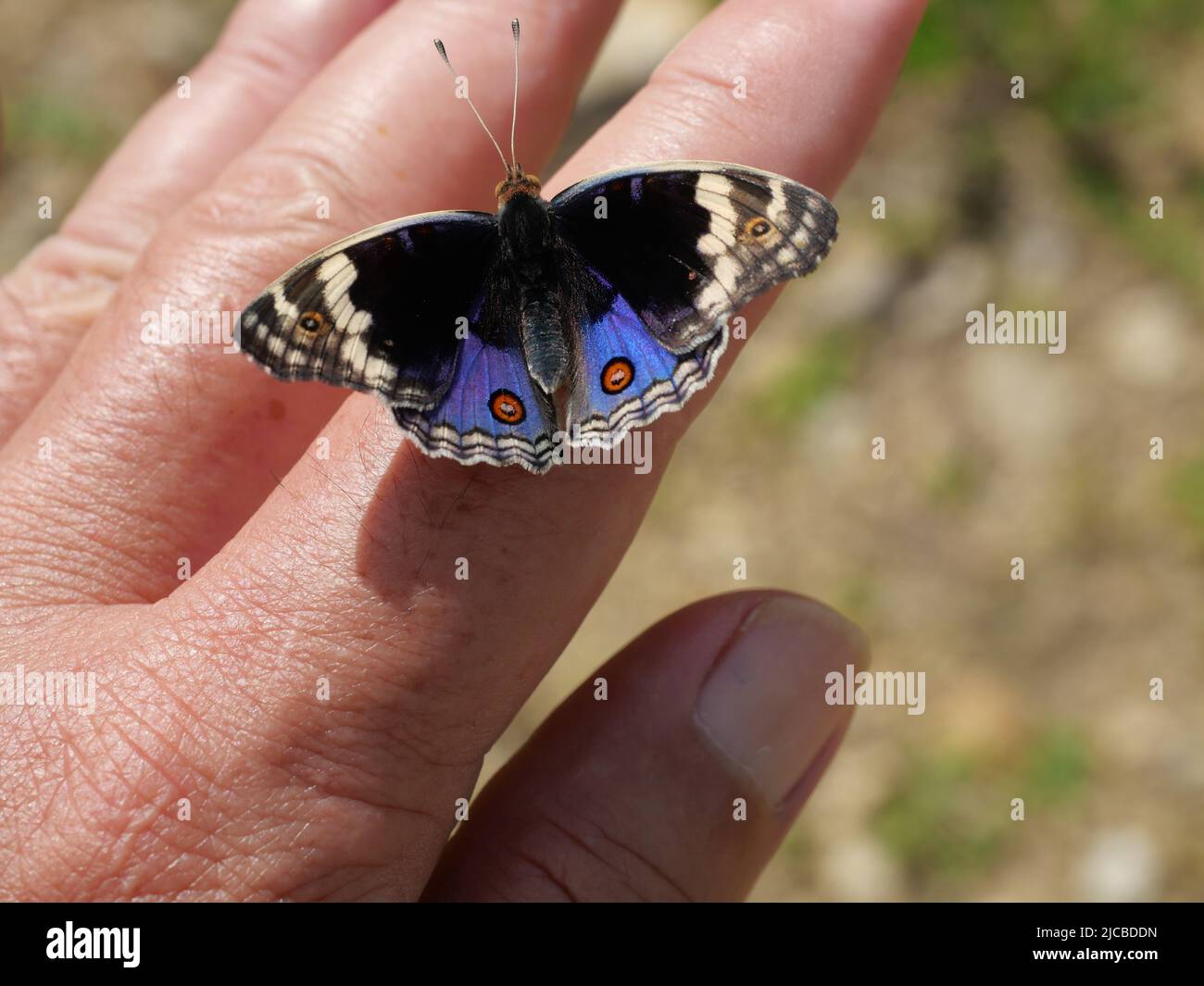 Blue Pansy Butterfly on human finger and hand with natural brown background, The pattern resembles orange eyes on the black and blue and purple Stock Photo