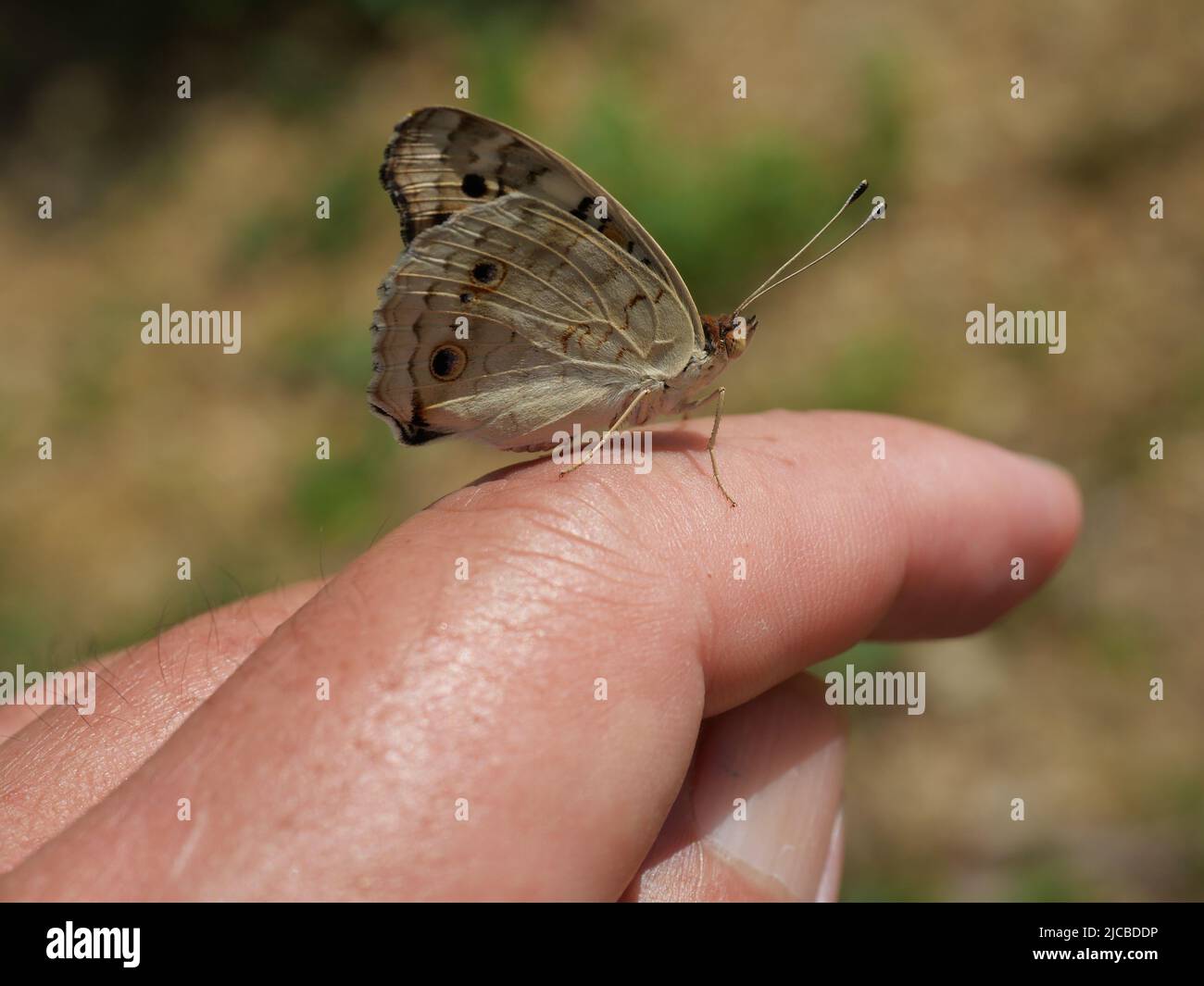 Blue Pansy Butterfly on human finger and hand with natural brown background Stock Photo