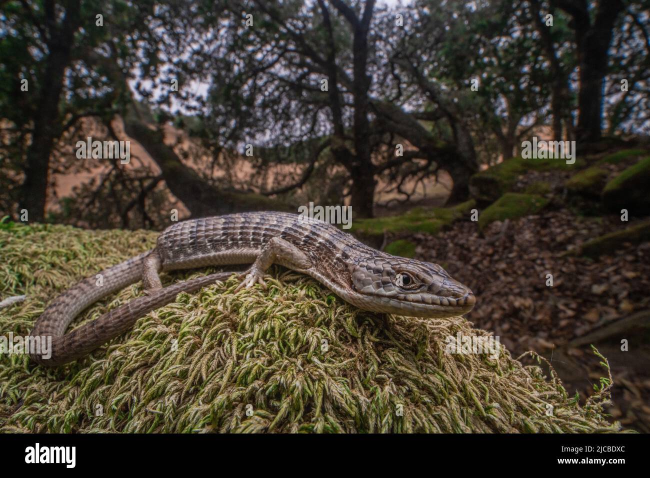 The southern alligator lizard (Elgaria multicarinata) in oak woodland