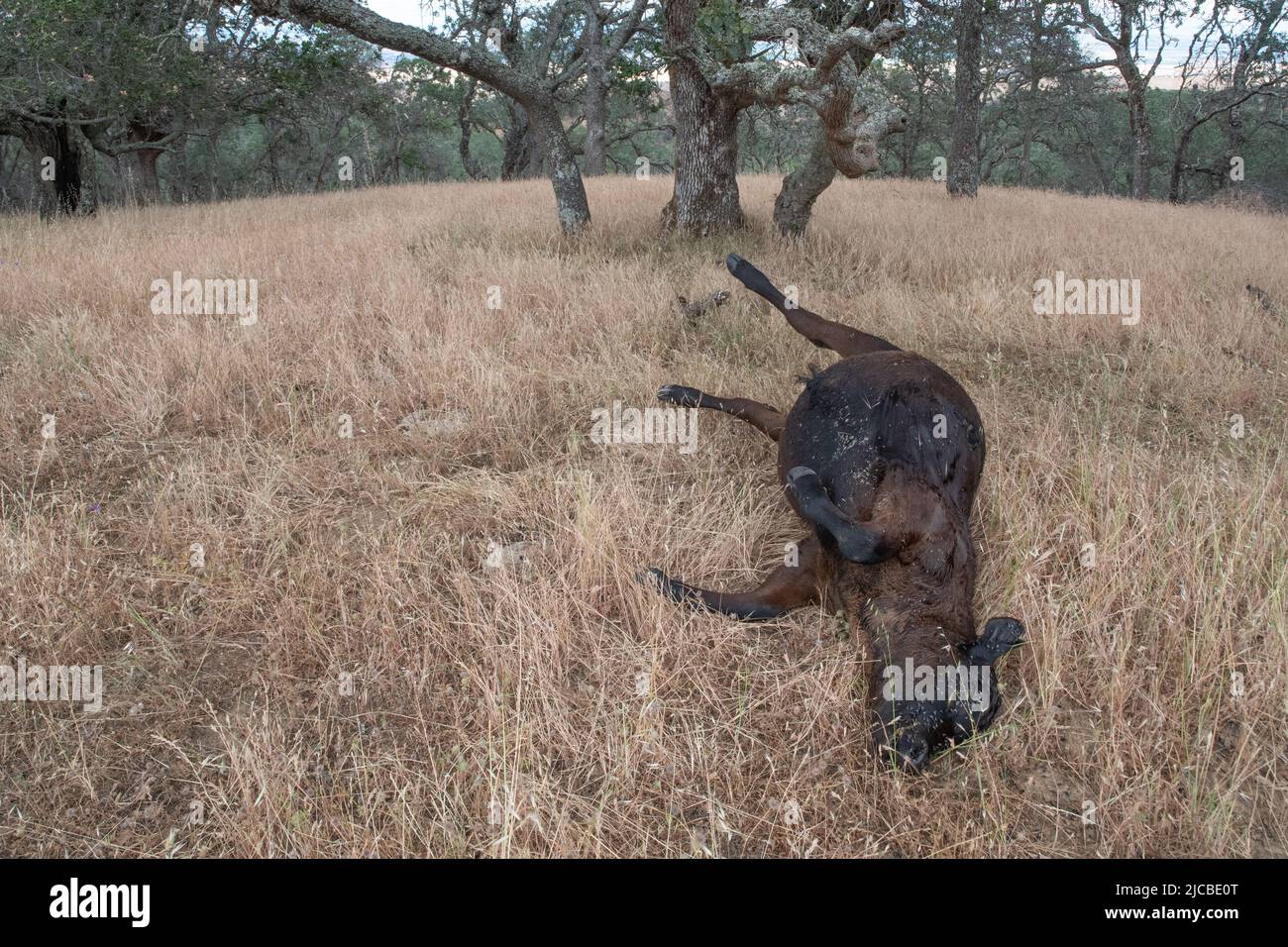 A dead cow in a oak woodland in California, USA, perhaps a result of drought and heat. Stock Photo