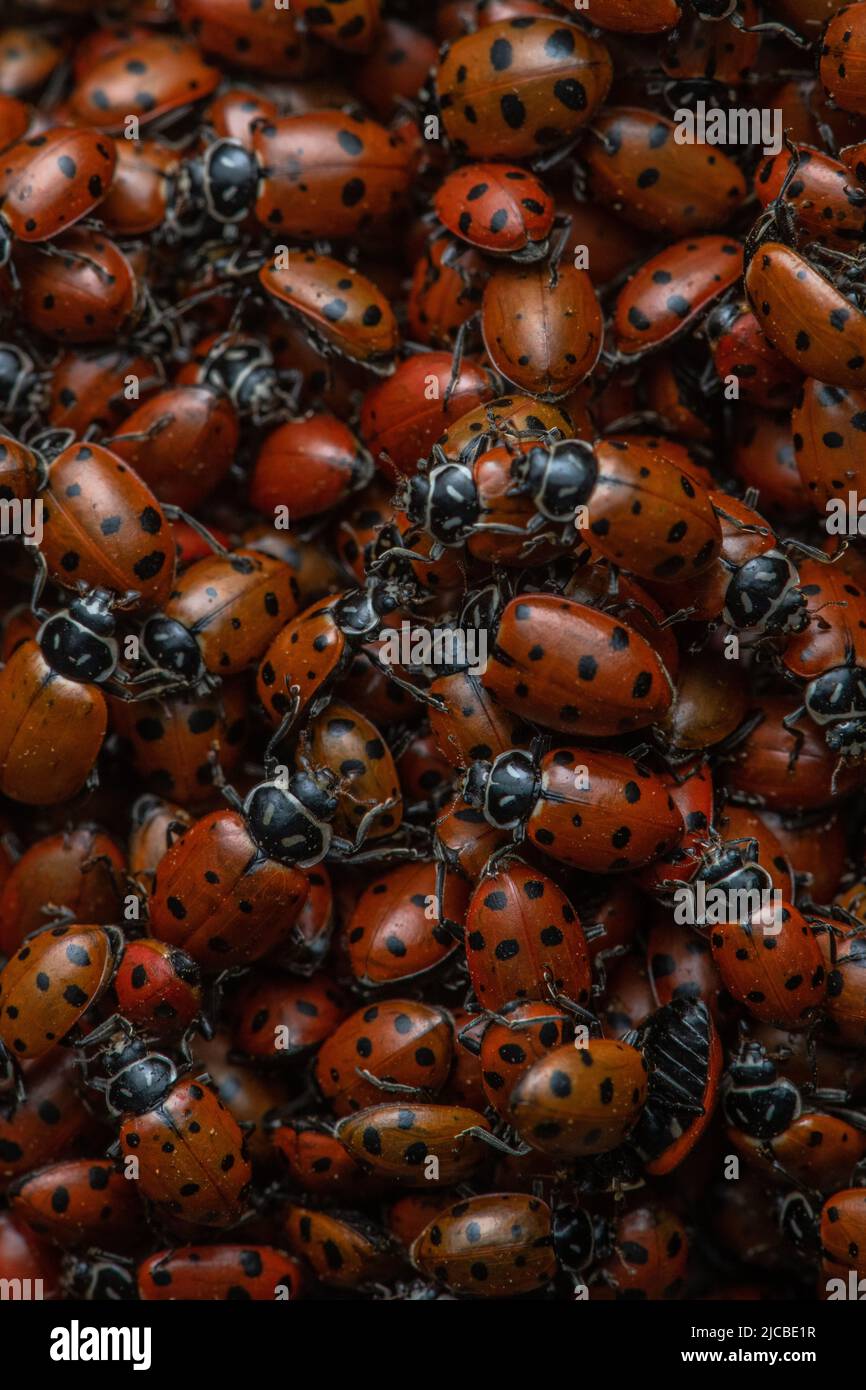 Convergent ladybugs hires stock photography and images Alamy