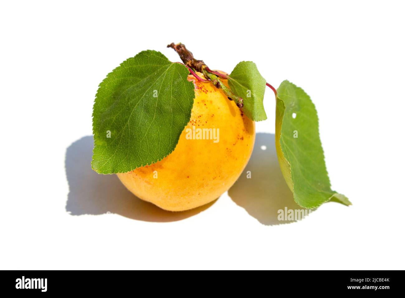 ripe apricot with leaves on a white background Stock Photo - Alamy