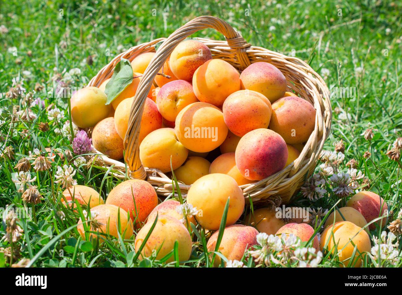 crop of apricots in the basket overturned on its side lying on the