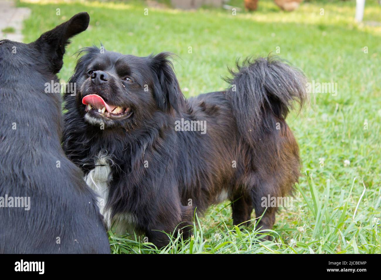 The dog is breathing and opening his mouth and showing tongue Stock