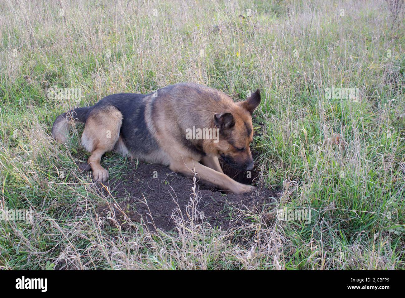 Why Is My German Shepherd Digging Holes