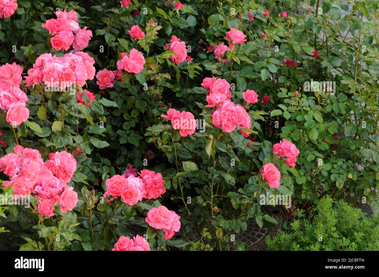 Kastrup/Copenhagen/Denmark/12 June 2022/Various colour roses and rose ...