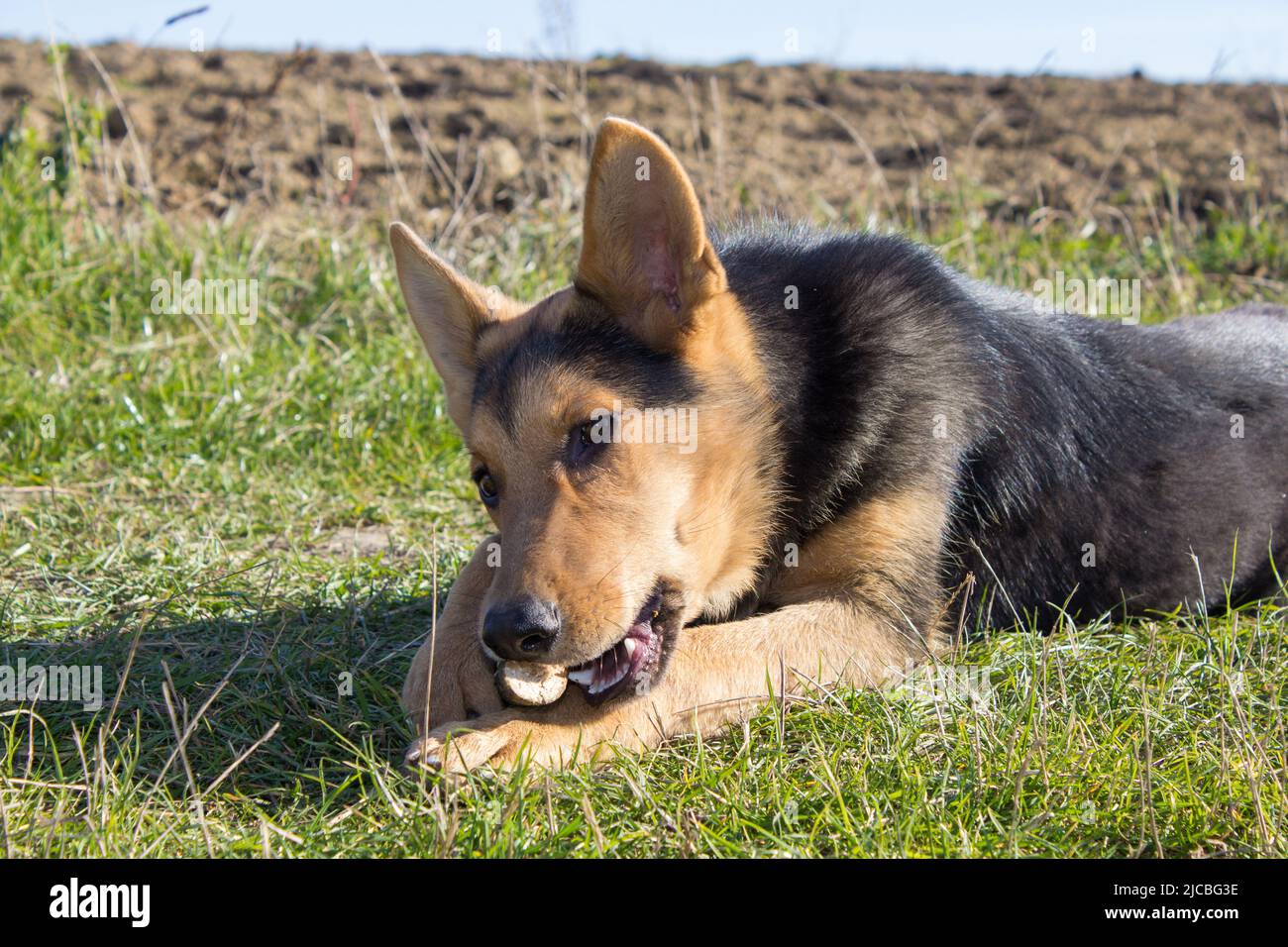 German Shepherd dog is biting teeth and a tree branch Stock Photo