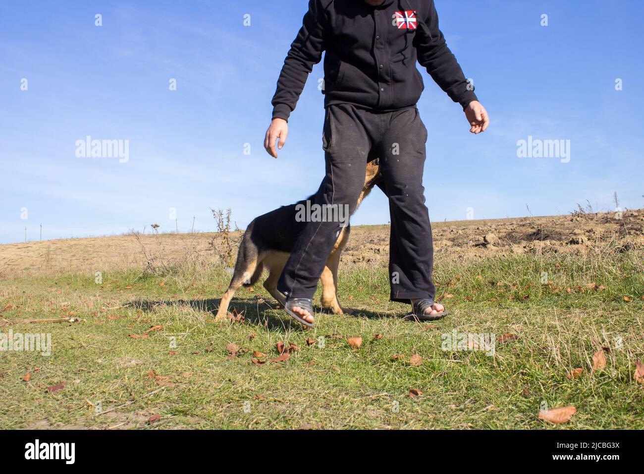 German shepherd biting the leg of his master Stock Photo - Alamy
