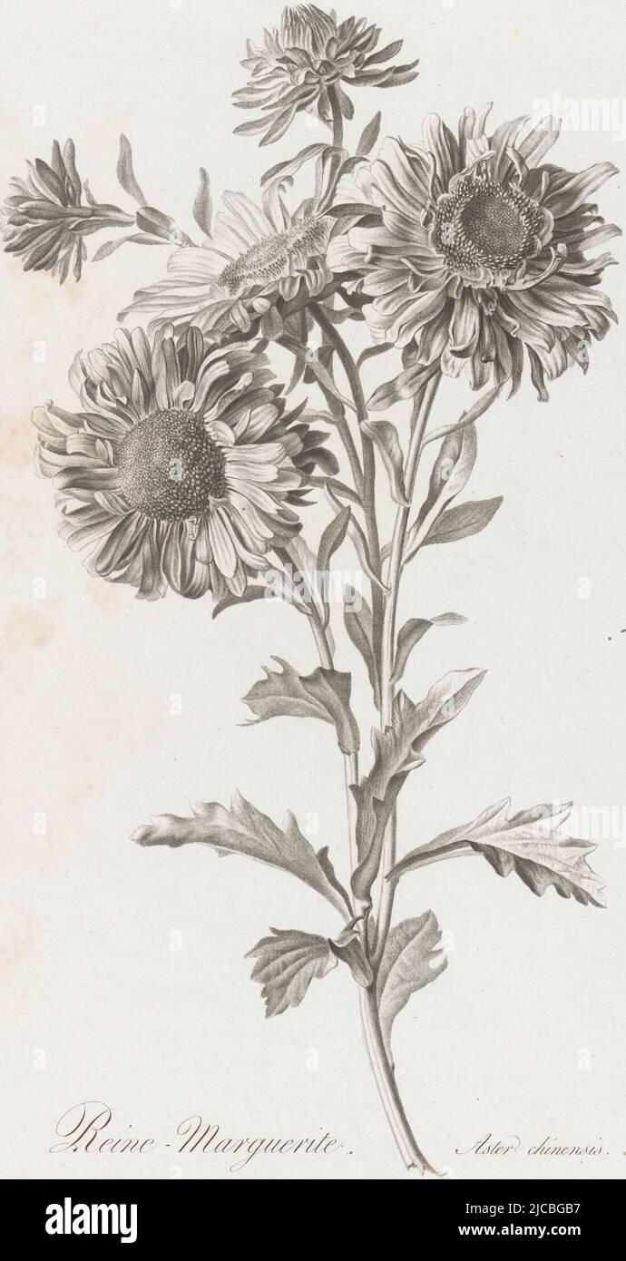 Chinese aster Reine-Marguerite Aster chinensis L  Fleurs dessin, print maker: Pierre François Legrand, (mentioned on object), intermediary draughtsman: Gerard van Spaendonck, (mentioned on object), publisher: Gerard van Spaendonck, Paris, 1799 - 1801, paper, h 492 mm, w 336 mm Stock Photo
