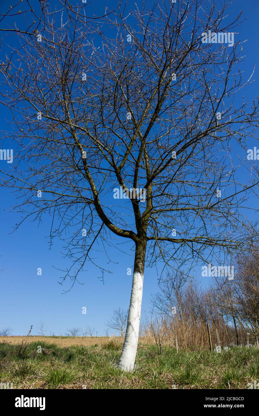 spring tree fruit treated with lime white against the sky blue Stock Photo