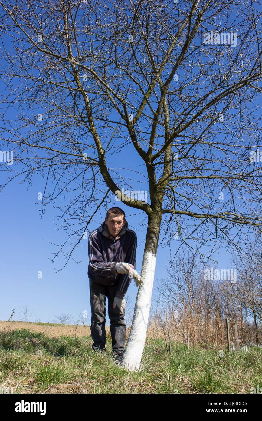 Whitewash cherry tree against spring sunburns and insect pests garden Stock Photo