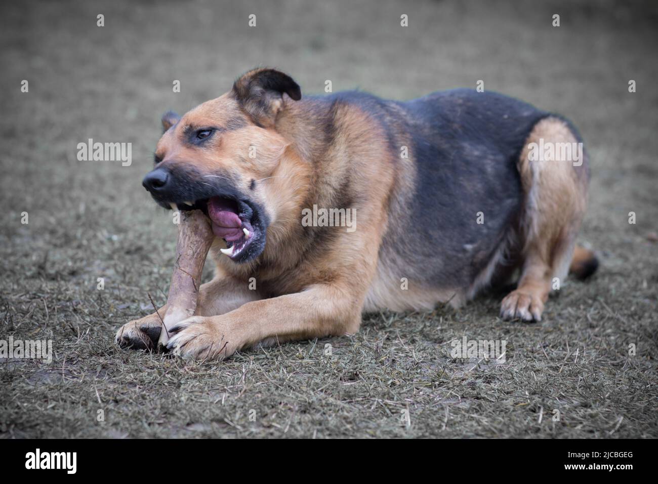 Dog eats a piece of a calf sternum Stock Photo