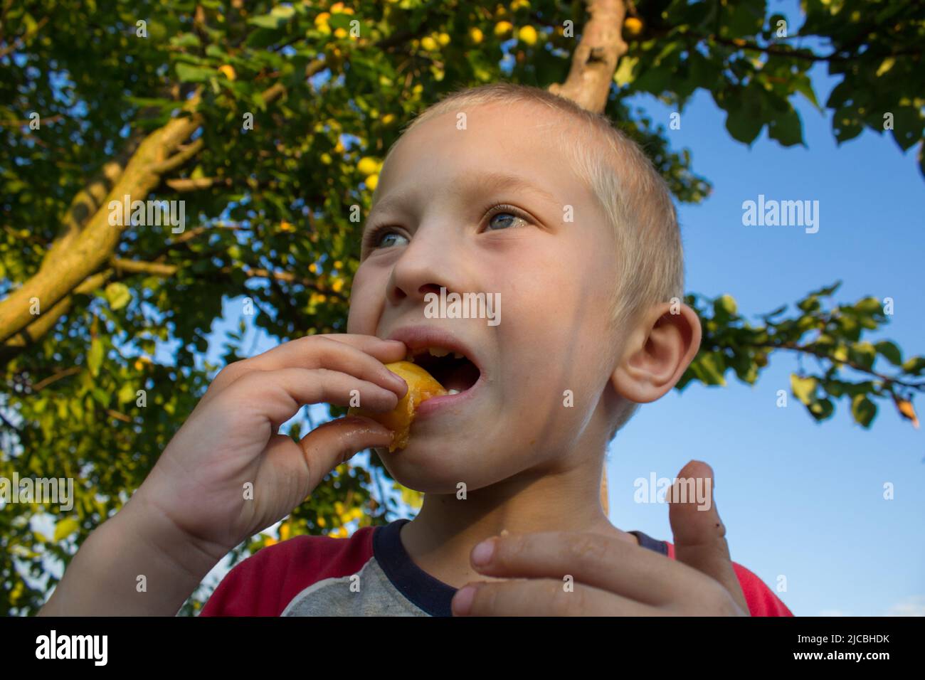 a boy whose mouth eats tasty ripe apricot Stock Photo