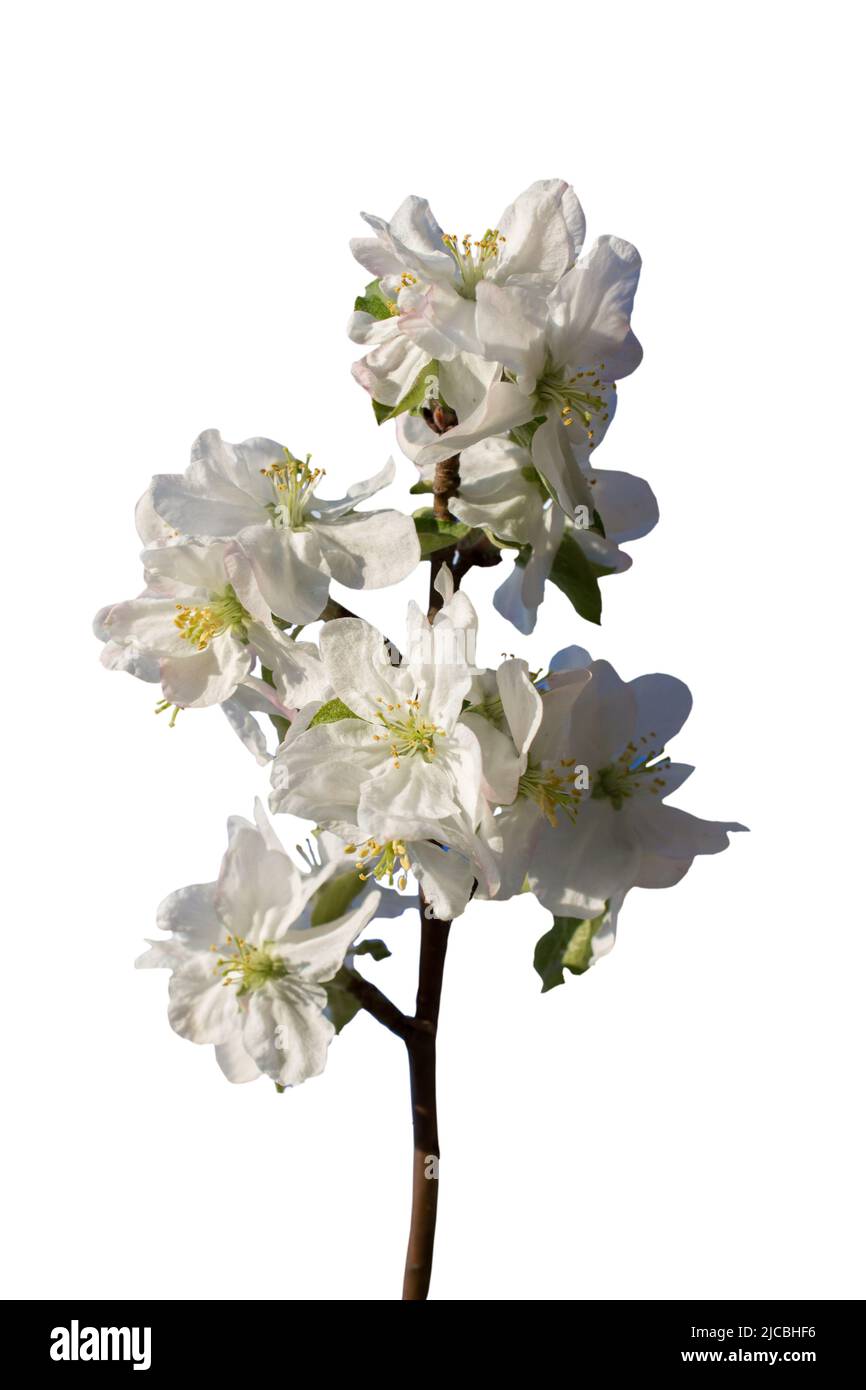 White apple flowers branch isolated on white background Stock Photo