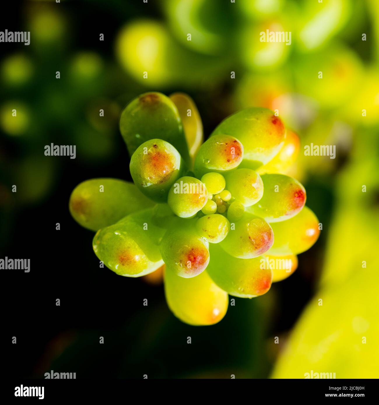 Jelly bean tree hires stock photography and images Alamy