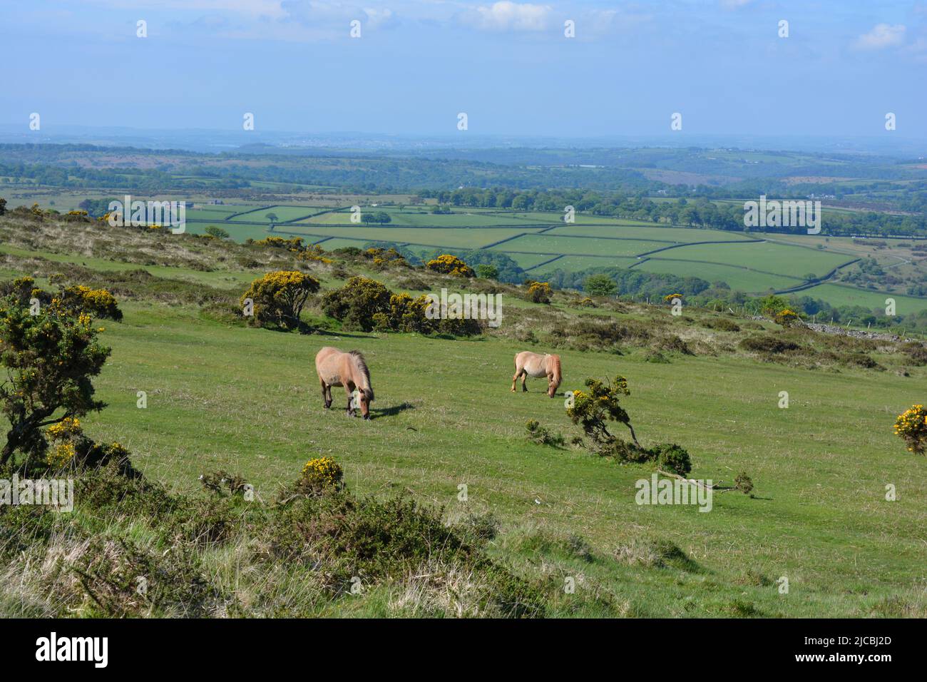 Panoramic landscape with Dartmoor ponies grazing on Whitchurch Common in the summer, Dartmoor National Park near Tavistock, Devon, England Stock Photo