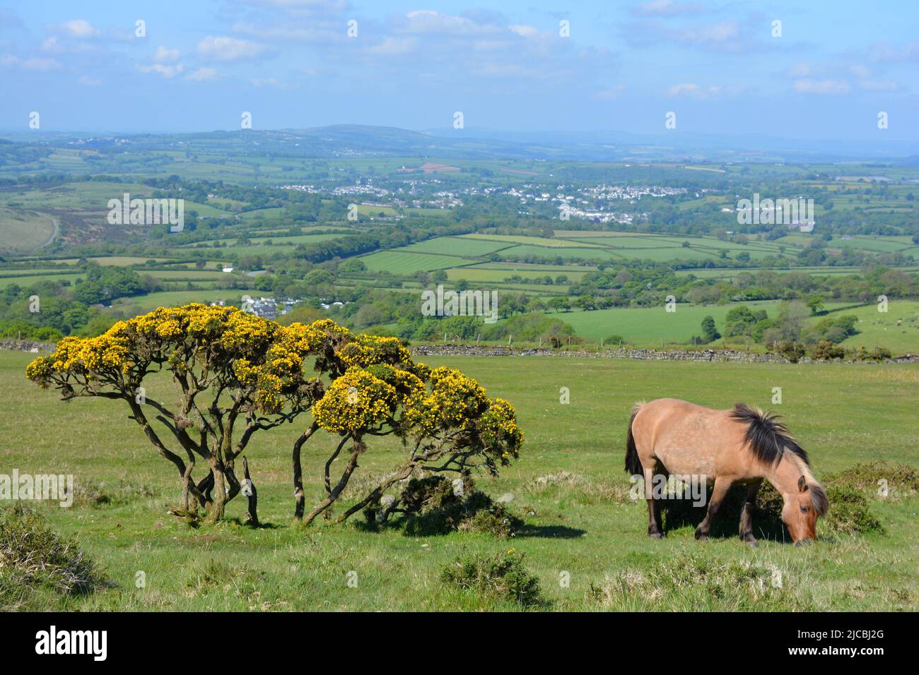 Gorse in flower and pony grazing on Whitchurch Common in Dartmoor National Park, Devon, England Stock Photo