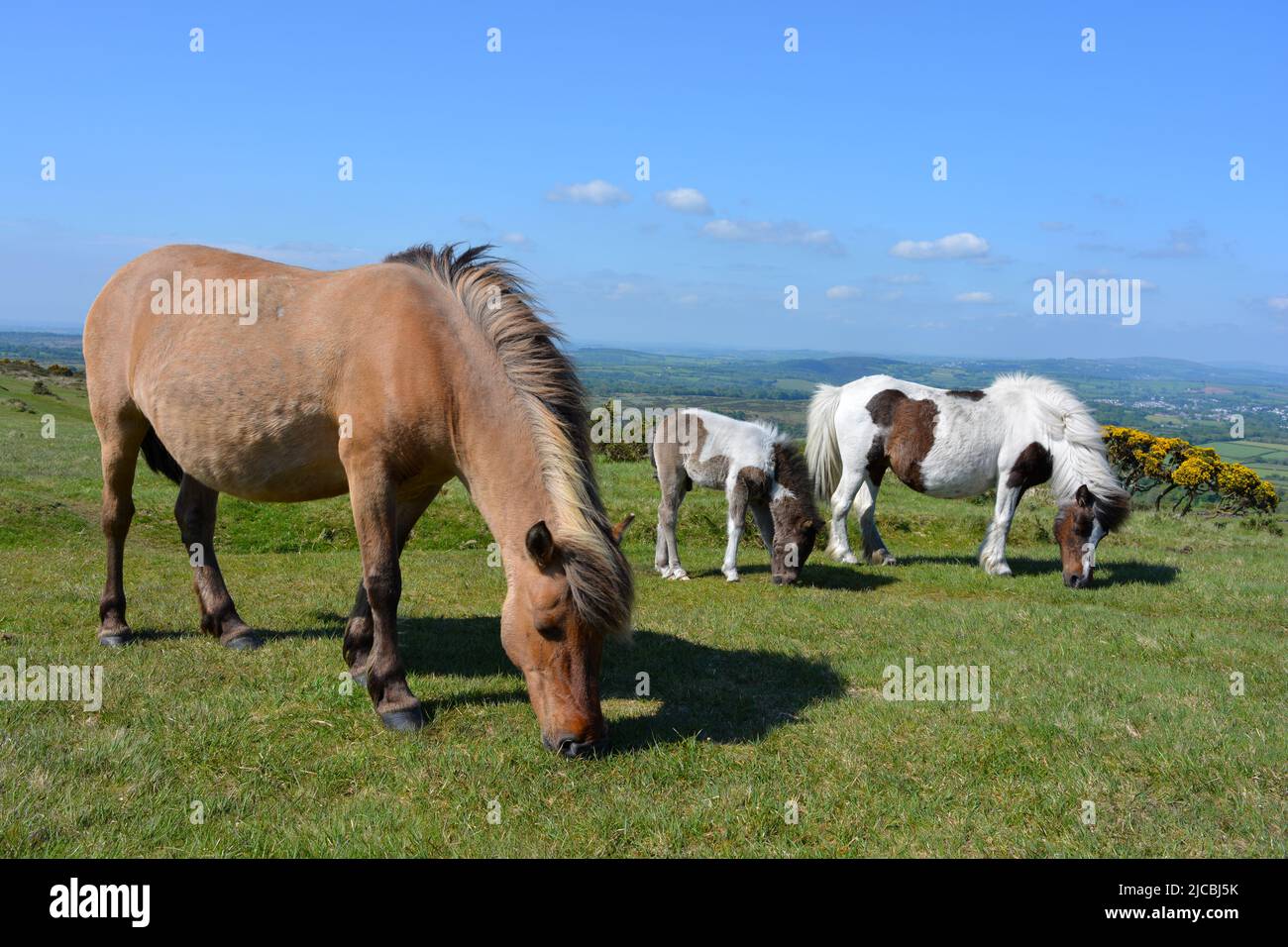 Dartmoor ponies roam free on Whitchurch Common in Dartmoor National Park, Devon, UK Stock Photo