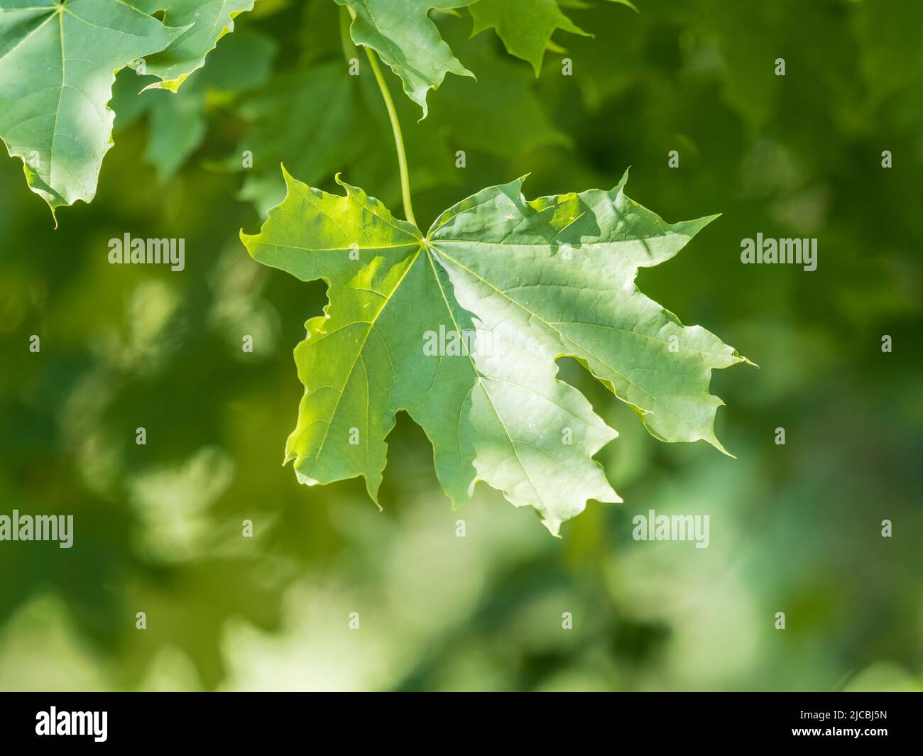 Spring Maple Tree Branch Spring branches of maple tree with fresh green leaves. Spring ...