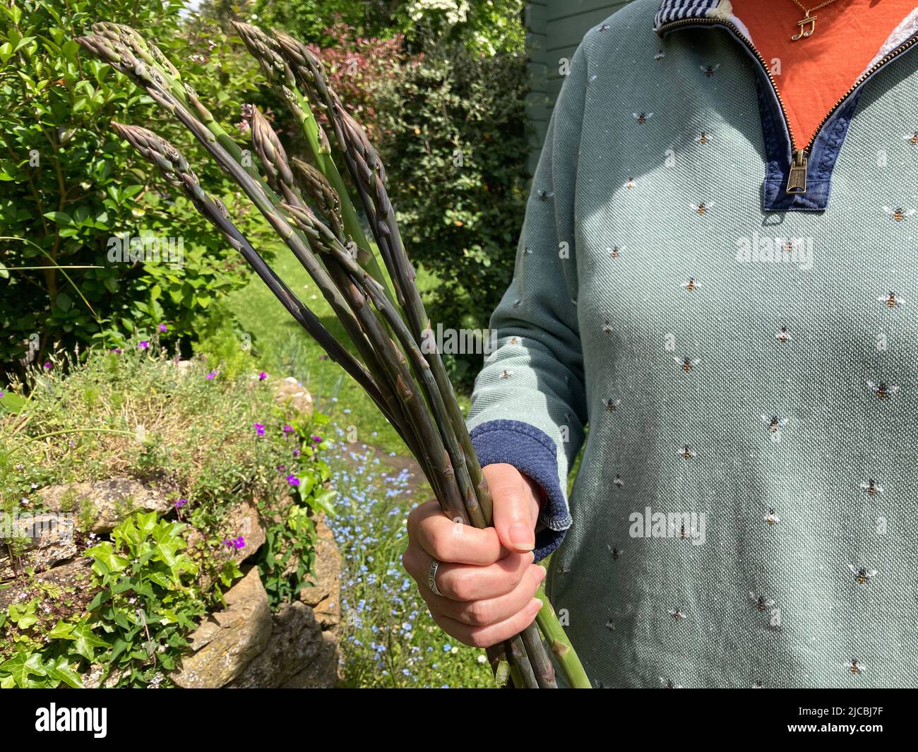 Woman in garden holding bunch of homegrown organic purple and green asparagus spears Stock Photo