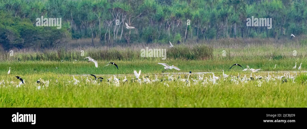 Large number of Intermediate Egrets (Ardea intermedia) and Pied Herons (Ardea picata) gathered in wetlands, Fogg Dam, Northern Territory, NT, Australi Stock Photo
