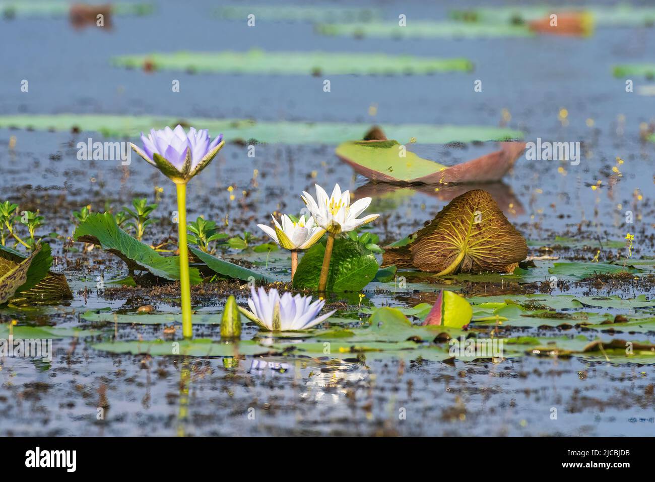 White and purple water lilies, Fogg Dam, near Darwin, Northern Territory, NT, Australia Stock Photo