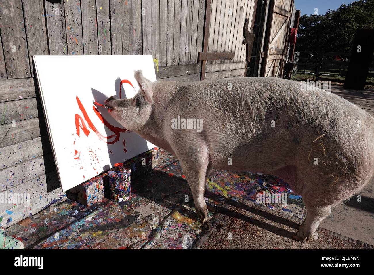 Franschhoek South Africa 30th May 2022 Pigcasso A Painting Pig franschhoek-south-africa-30th-may-2022-pigcasso-a-painting-pig