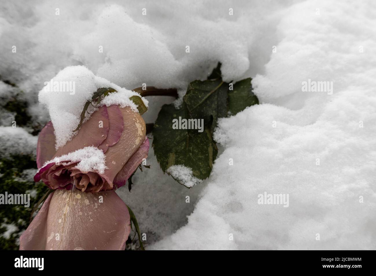 Wilted rosebuds under the snow in the winter park. Close-up, selective focus. Stock Photo