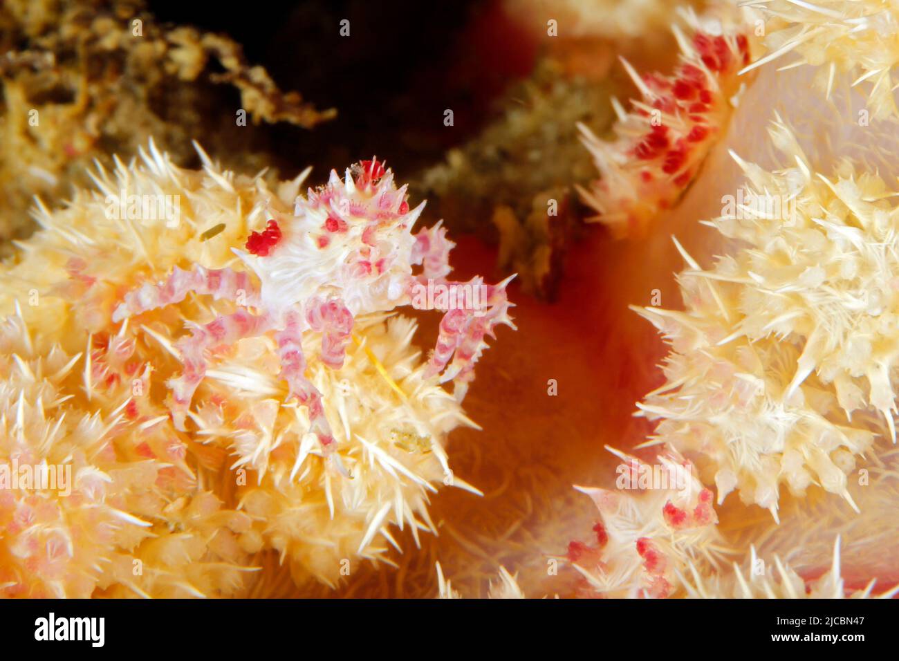 Candy Crab (Hoplophrys oatesi, aka Soft Coral Crab) on a Coral. Triton