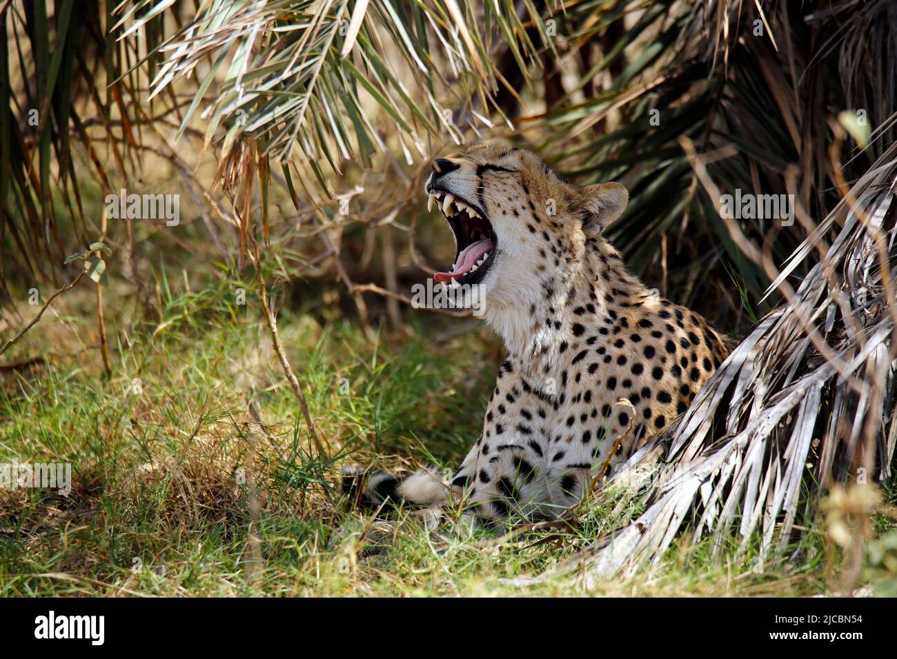 Cheetah (Acinonyx jubatus) Lying in Vegetation, Yawning. Amboseli, Kenya Stock Photo
